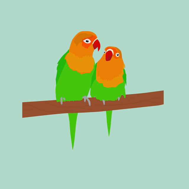 flat vector parrots couple 