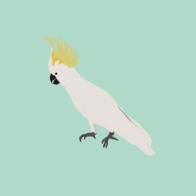 flat vector parrot 