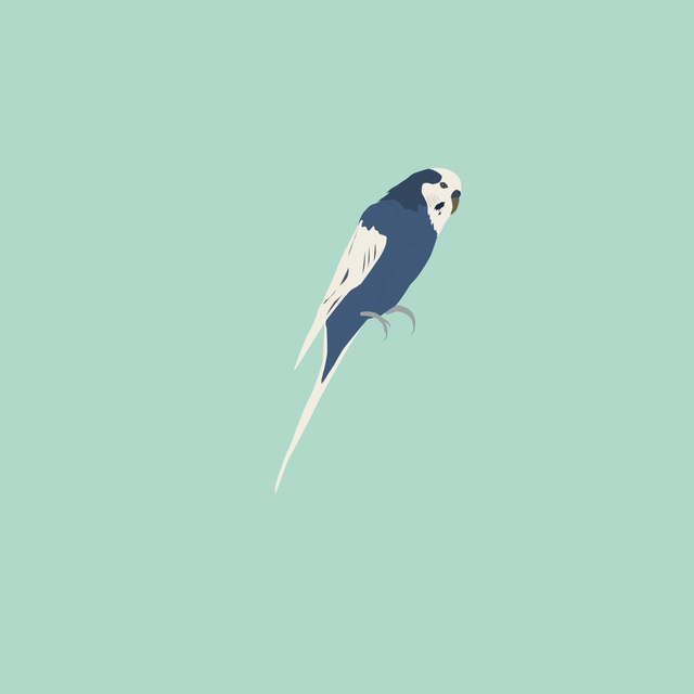 flat vector bird 