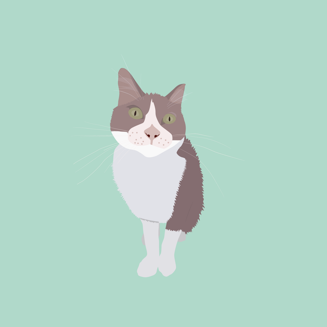 flat vector cat