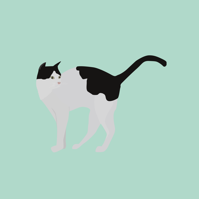 flat vector cat 