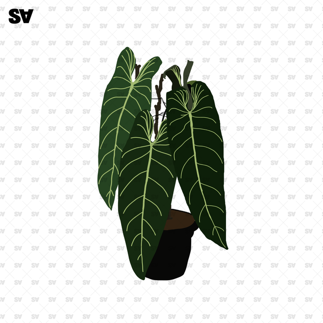 home plants png
